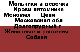Мальчики и девочки.Крови питомника“Мономах“. › Цена ­ 10 000 - Московская обл., Долгопрудный г. Животные и растения » Собаки   